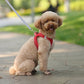 Puppy Harness Set Dog Accessories Adjustable Puppy and Cat Harness Vest French Bulldog Chihuahua Small Dog Collar Pet Leash Dogs