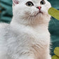 5Pcs Cat Grass Sticks Pet Edible